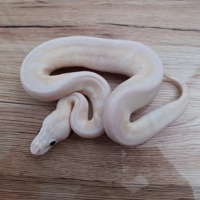 Butter Ghi Super Pastel Clown
