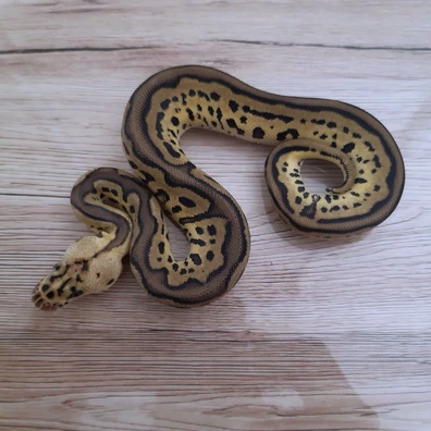 Leopard Pastel Clown