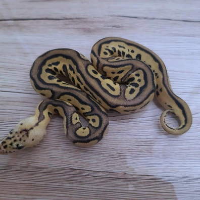 Leopard Pastel Clown