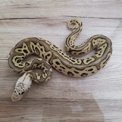 GHI Spotnose Leopard Pastel Clown