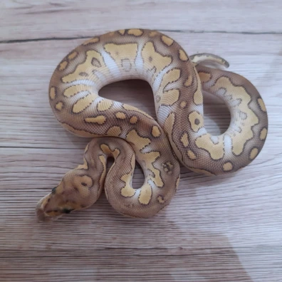 Chocolat Butter Clown