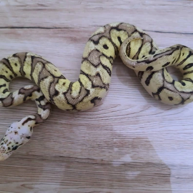 Spotnose Super Pastel Clown 100% Het DG