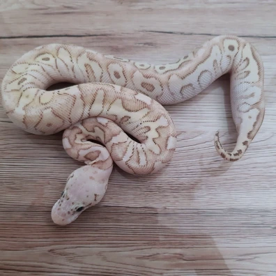 Spotnose Butter Pastel Clown