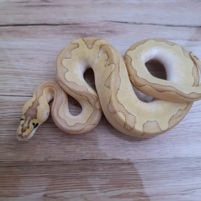 Enchi Butter Clown 100% Het DG