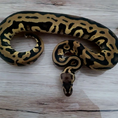 Leopard Pastel Het Clown 66% Het Piebald