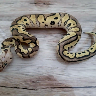 Clown Pastel 66% Het DG