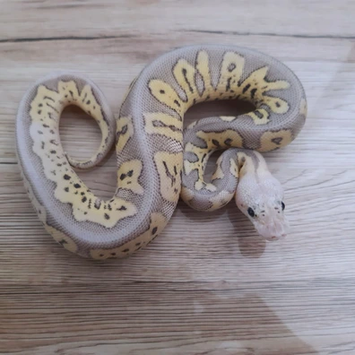Clown GHI Super Pastel (Possible Cinnamon) Ball Python - unknown for sale from Constrictor distributor