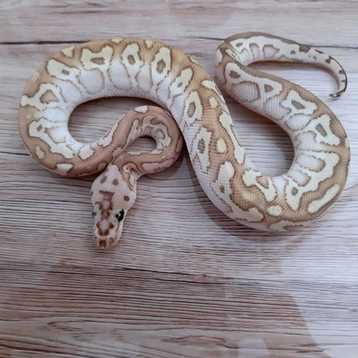 Spotnose Butter Clown Ball Python - male for sale from Constrictor distributor