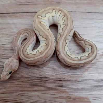 Chocolat Butter Pastel Clown Ball Python - male for sale from Constrictor distributor