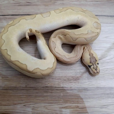 Enchi Butter Clown 100% Het DG Ball Python - male for sale from Constrictor distributor