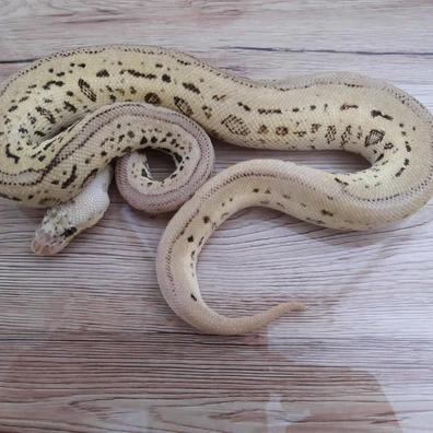 Batman Pastel Ball Python - male for sale from Constrictor distributor