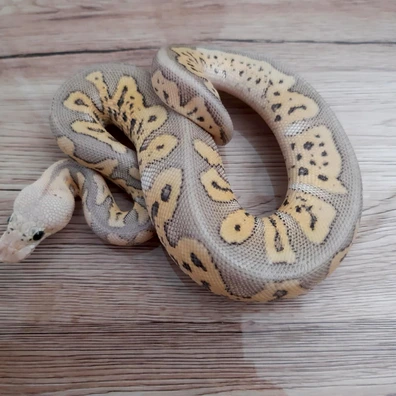 Clown GHI Super Pastel (Possible Cinnamon) Ball Python - male for sale from Constrictor distributor