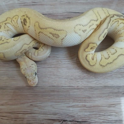 Stranger Butter Pastel Clown Ball Python - female for sale from Constrictor distributor