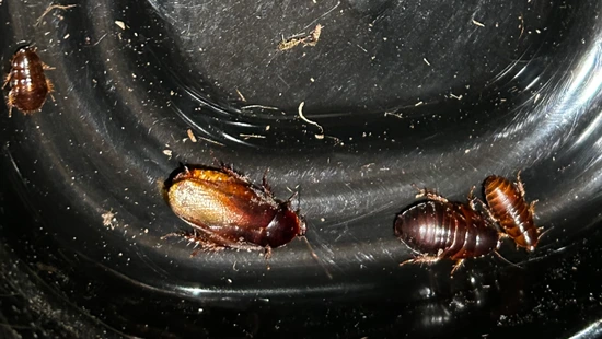 Ember Cockroach by Midgard Exotics