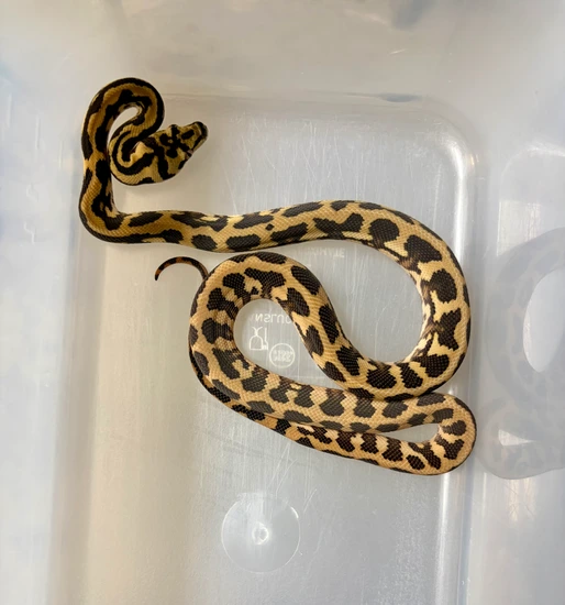 Irian Jaya (Tiger Line) Irian Jaya Carpet Python by Midgard Serpents