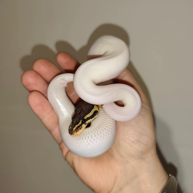 Black Pastel Piebald 100% Het Ultramel 50% Het Hypo