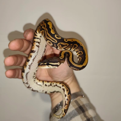 Black Pastel 100% Het Piebald 100% Het Ultramel 50% Het Hypo