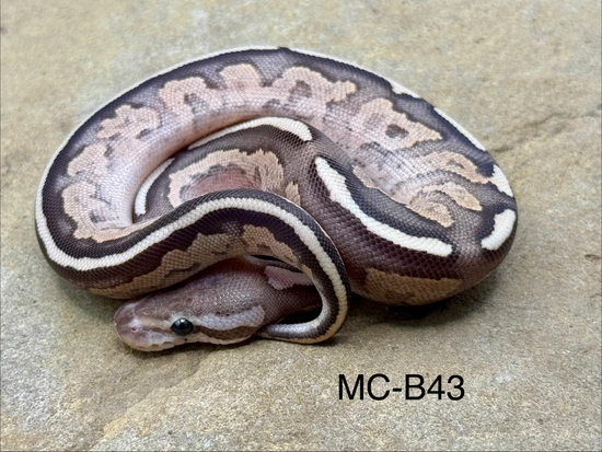 Cinny Sugar Ball Python Super Disco Cinny Ball Python by Midnight Constrictors