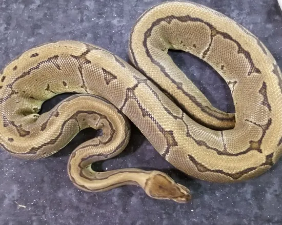 Pinstripe 100%het Pied Proven Breeder Ball Python by Midnight Exotics