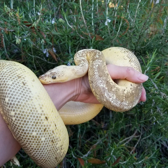 Super Pastel Pinstripe Lesser Clown Ball Python by Midnight Exotics
