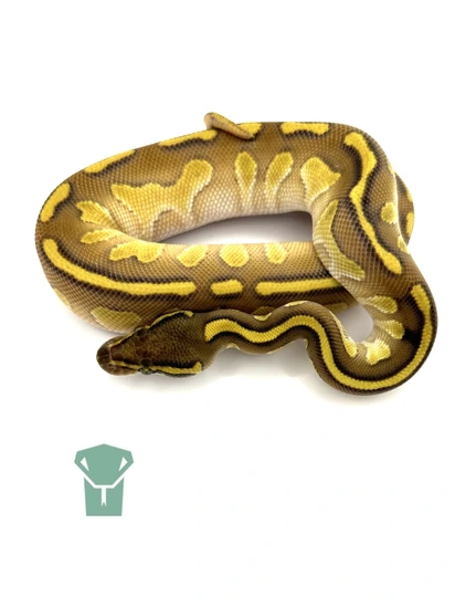 Butter Enchi Blackhead Het. Clown Ball Python by Midwest Mutations