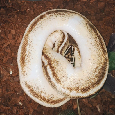 Enchi Pastel Asphalt Vpi Axanthic Pied Ball Python - male for sale from Bpreptiles
