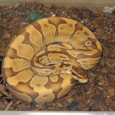 Enchi Monarch Het Pied Ball Python - male for sale from Bpreptiles