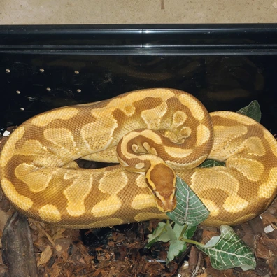Enchi Monarch Yellow Belly Het Pied Ball Python - male for sale from Bpreptiles