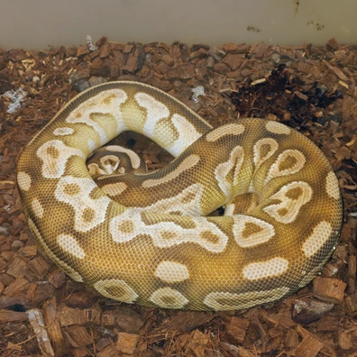 Mojave Monarch Yellow Belly Ball Python - female for sale from Bpreptiles