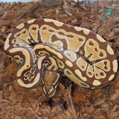 Monarch Ball Python - female for sale from Bpreptiles