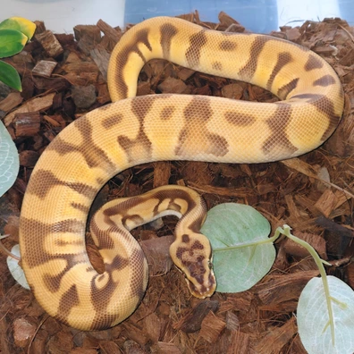 Leopard Enchi (Pastel) Yb Monarch Ball Python - female for sale from Bpreptiles