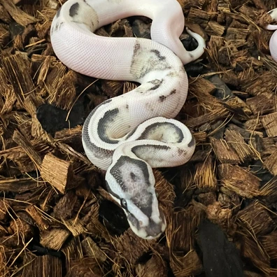 Pastel Axanthic Vpi Desert Ghost Pied Ball Python - female for sale from Bpreptiles