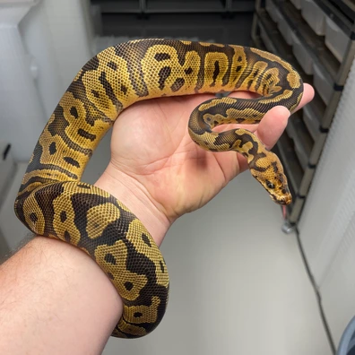 Confusion Yellowbelly Clown 66% Het Desert Ghost Genetic Stripe Ball Python - female for sale from M Lewis Reptiles