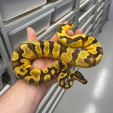 Orange Dream Yellowbelly Enchi Fire Het Clown Pied Ball Python - male for sale from M Lewis Reptiles
