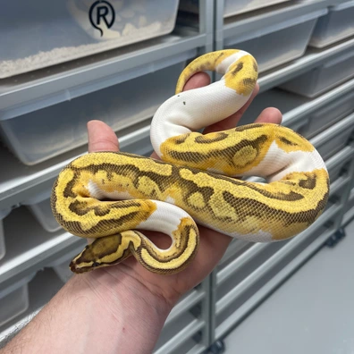 Enchi Fire Yellowbelly Pied Het Clown Ball Python - male for sale from M Lewis Reptiles