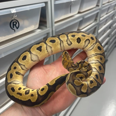 Yellowbelly Clown Het Pied Ball Python - female for sale from M Lewis Reptiles