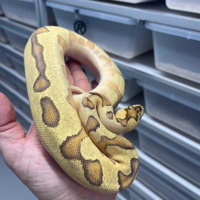 Orange Dream Fire Yellowbelly Enchi Clown Het Pied Ball Python - female for sale from M Lewis Reptiles