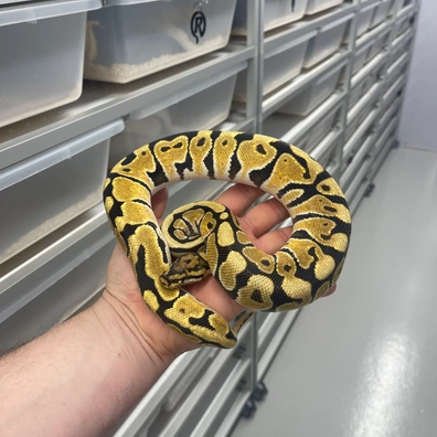 Orange Dream Blaze Spotnose Het Puzzle 66% Het Clown Ball Python - female for sale from M Lewis Reptiles