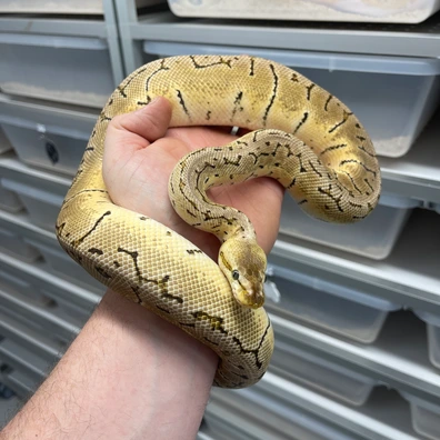 Lemonblast Het Zebra Desert Ghost Hypo Ball Python - male for sale from M Lewis Reptiles