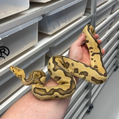 Black Pastel Fire Leopard Clown 50% Het Hypo Ball Python - female for sale from M Lewis Reptiles