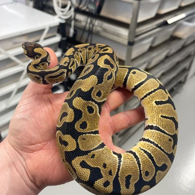 Het Vpi Axanthic Desert Ghost Clown Ball Python - female for sale from M Lewis Reptiles