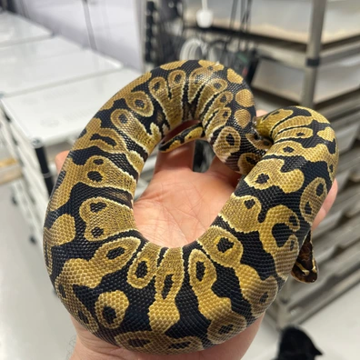 Het Monsoon Desert Ghost Clown Ball Python - female for sale from M Lewis Reptiles