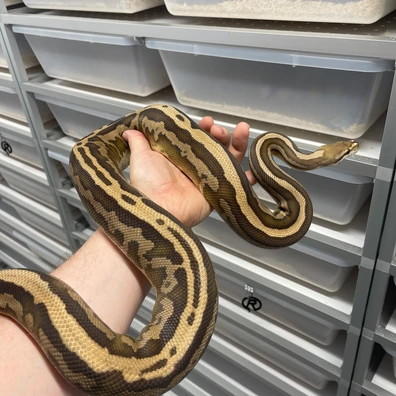 Black Pastel Leopard Fire Het Clown Ball Python - female for sale from M Lewis Reptiles