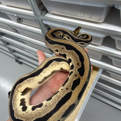 Super Orange Dream Yellowbelly Leopard Het Clown Ball Python - female for sale from M Lewis Reptiles