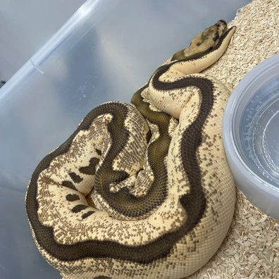 Orange Dream Fire Leopard Clown Ball Python - unknown for sale from M Lewis Reptiles