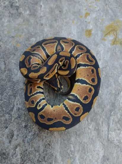 2021Normal Pos Triple Het Ball Python by Mikevee Reptiles