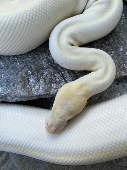 Ivory Pastel Lesser Ball Python by Mikevee Reptiles