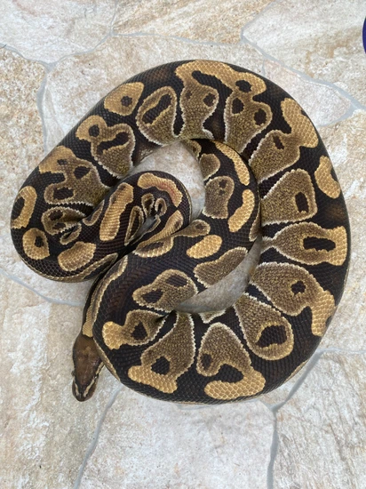 Candy Clown Ball Python Dbl Het Clown Candy Ball Python by Mikevee Reptiles