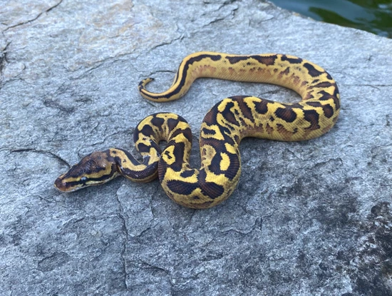 Enchi Leopard Hgw Freeway Ball Python by Mikevee Reptiles