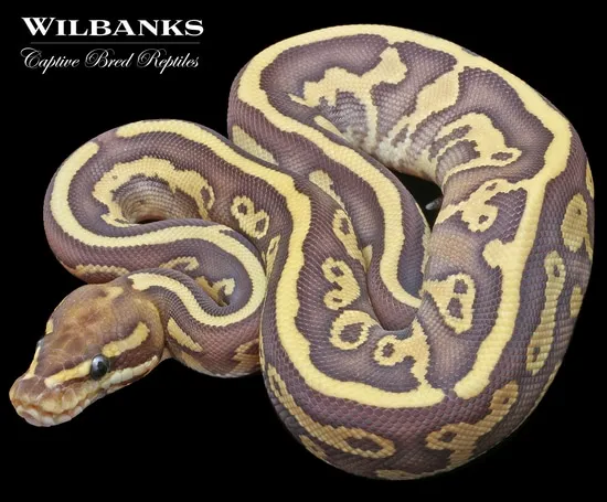 Nuclear Leopard Ball Python by Wilbanks Captive Bred Reptiles
